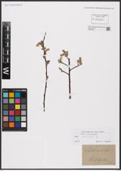 Foto von Salix aurita L.